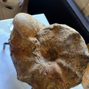 Giant ammonite fossil from Morocco 7x6 about 10 Ibs